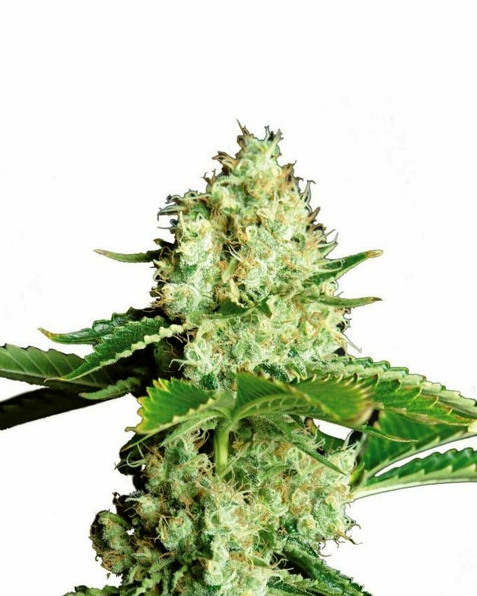 Examen De La Variété Bubblelicious Graines De Cannabis