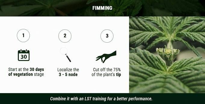 Fimming Vs Topping Techniques D'élagage Du Cannabis