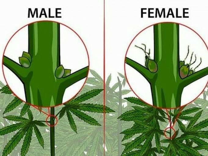 Le Sexe Des Plantes De Cannabis Marijuana