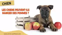 Quelle quantité de compote de pommes est bonne pour les chiens